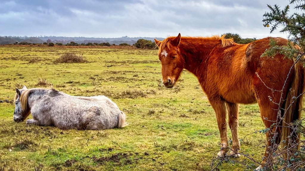 Top Ten Free Things to Do in the New Forest National&nbsp;Park