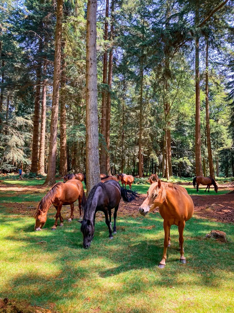 A herd of New Forest Ponies grazing beneath the trees in the New Forest National Park