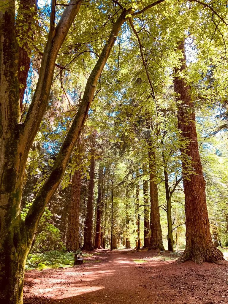 The giant trees of the Rhinefield Ornamental Drive, New Forest National Park.