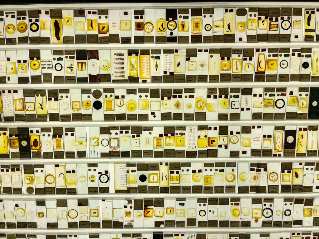 A jar of moles and some bisected heads: Is this London’s weirdest&nbsp;museum?